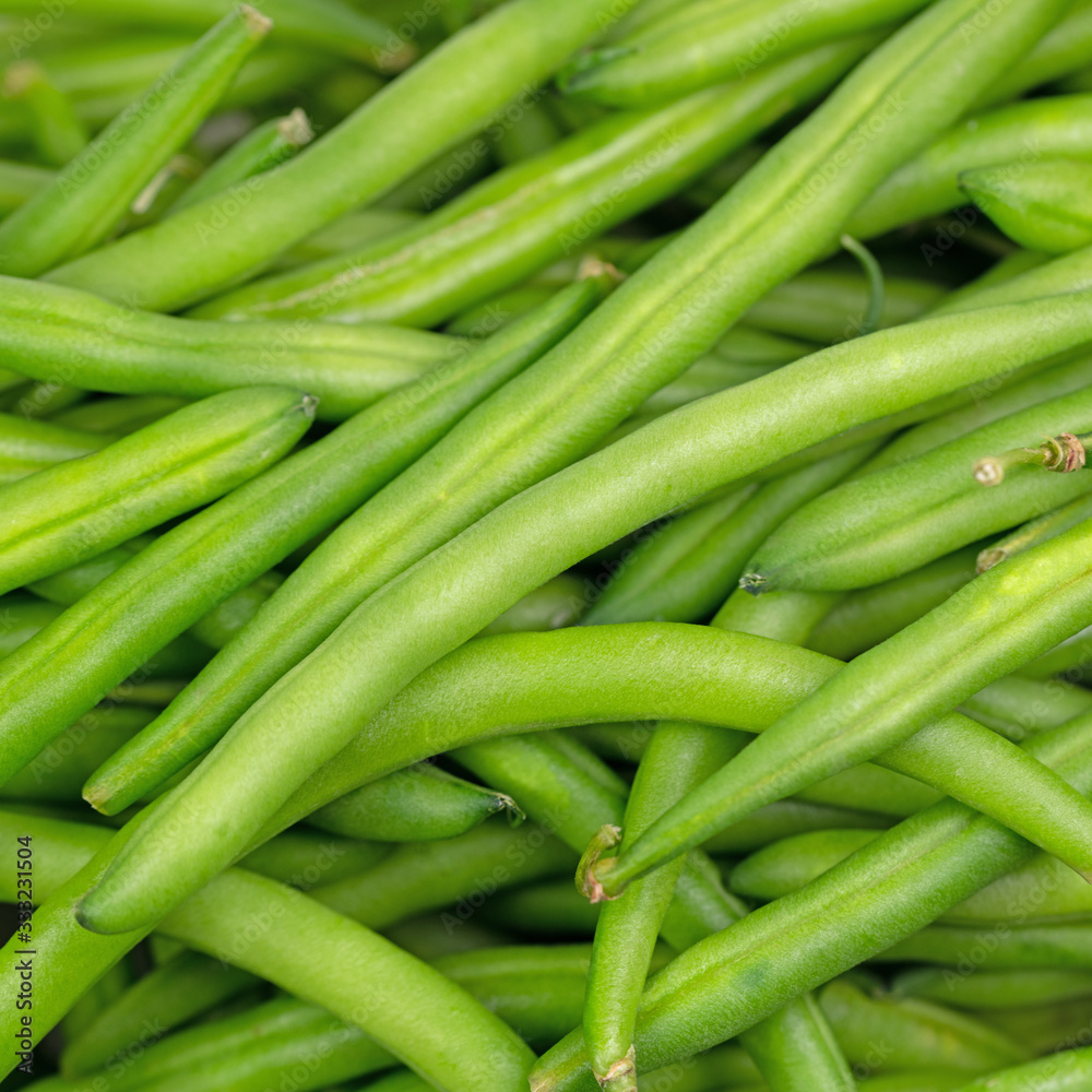 Geerntete grüne Bohnen, Phaseolus vulgaris Geerntete grüne Bohnen, Phaseolus vulgaris