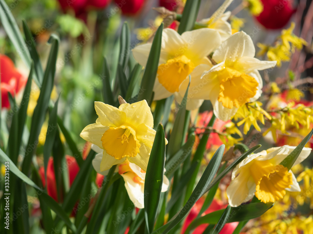 Bright and colorful spring flowers narcissus close up Bright and colorful spring flowers narcissus close up