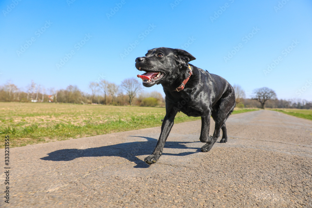 Junger schwarzer Labrador läuft auf einer Straße zwischen Feldern mit blauem Himmel Junger schwarzer Labrador läuft auf einer Straße zwischen Feldern mit blauem Himmel
