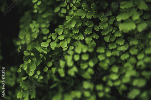 background of green leaves © Kata Lima
