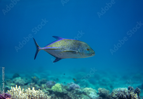 The bluefin trevally, Caranx melampygus swimming in the sea.