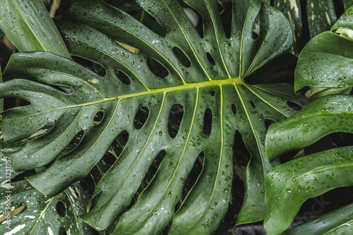 Close-up of monstera plant © Kata Lima