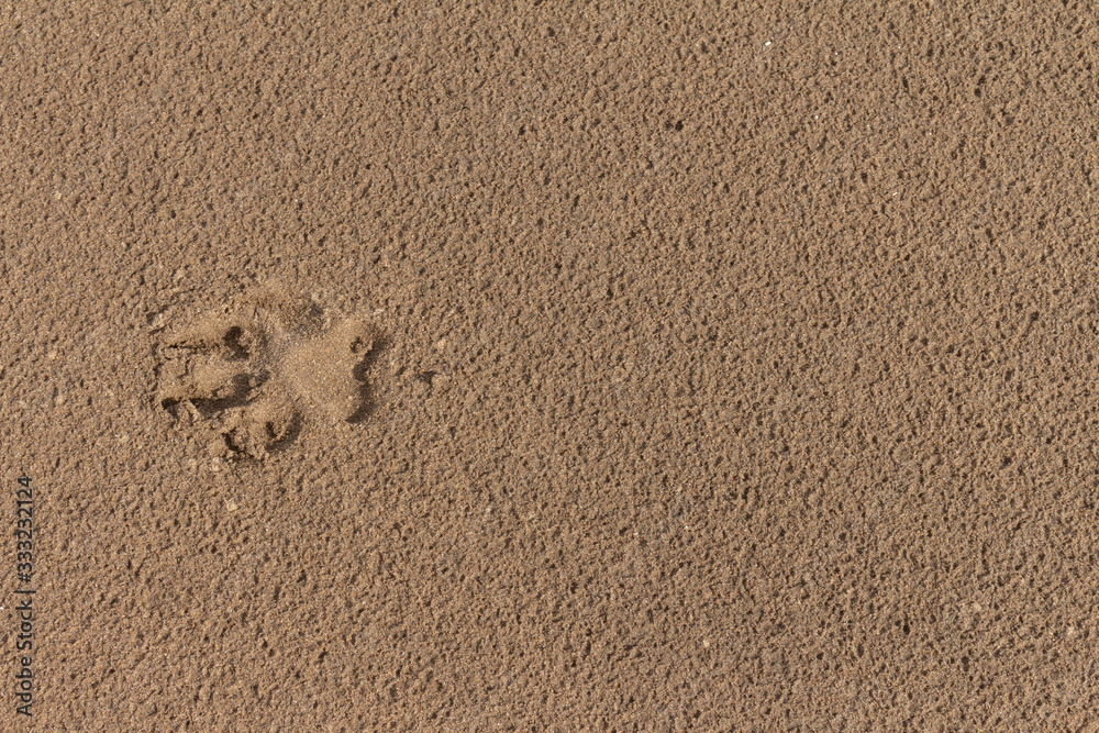 Footprint of a dog paw in the sand. Beach sand.