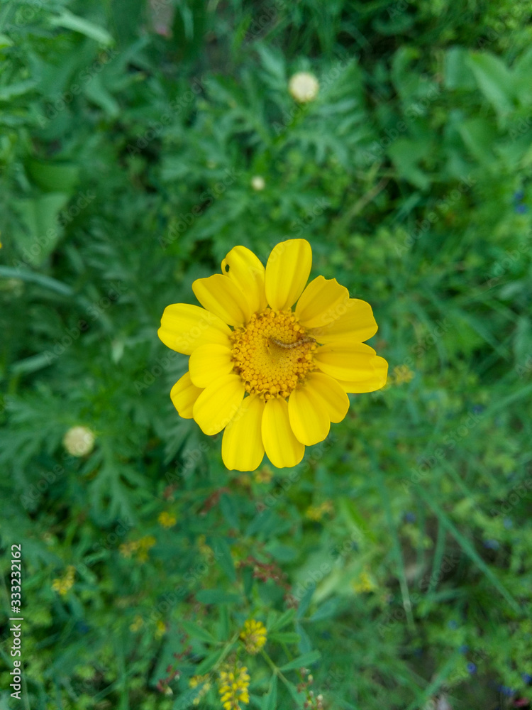 Yellow Sunflower lily Flower in a garden and a green background sunny day in a garden Yellow Sunflower lily Flower in a garden and a green background sunny day in a garden