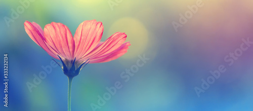 Beautiful cosmos flower on a colorful toned blurred background, border. Delicate spring floral background, selective soft focus. photo