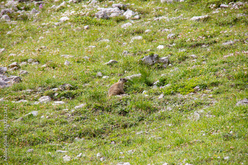 Fotografie Hidden marmot in Alps, Austria.