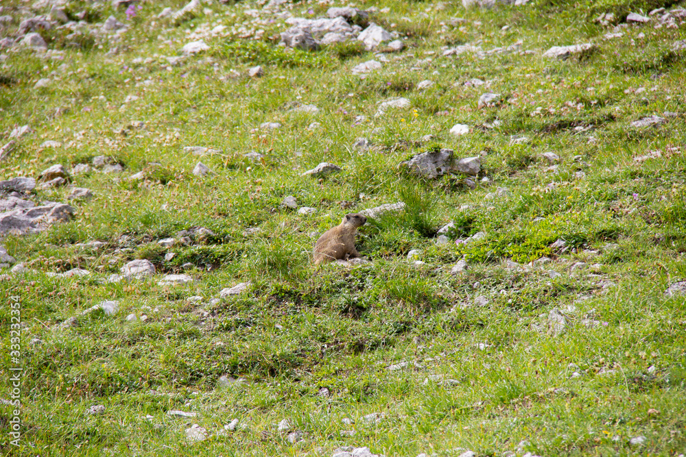 Fotografie Hidden marmot in Alps, Austria.
