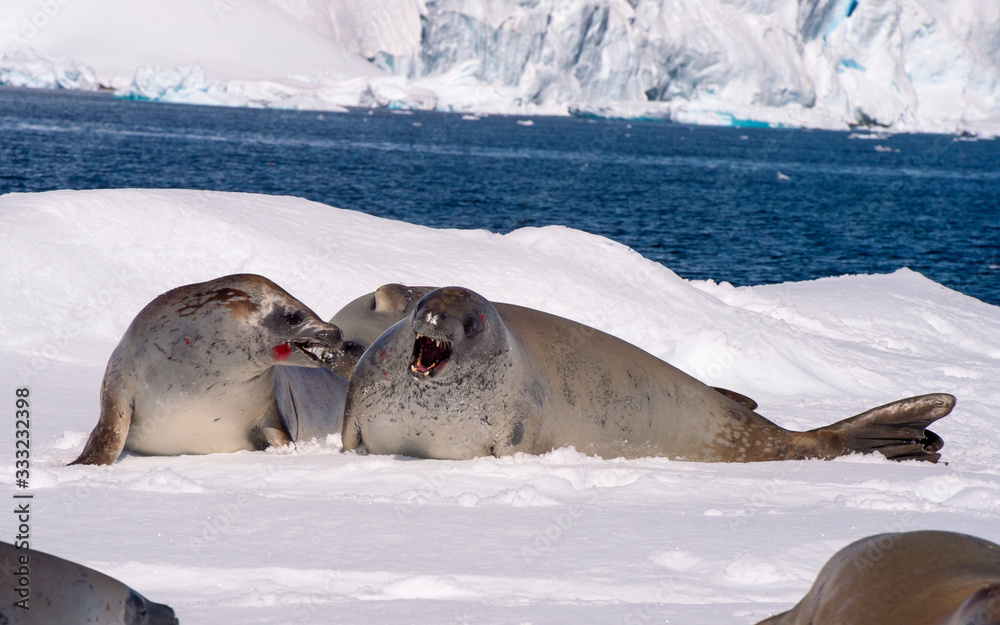 Fototapeta premium Crabeater seal resting on ice flow, Antarctica
