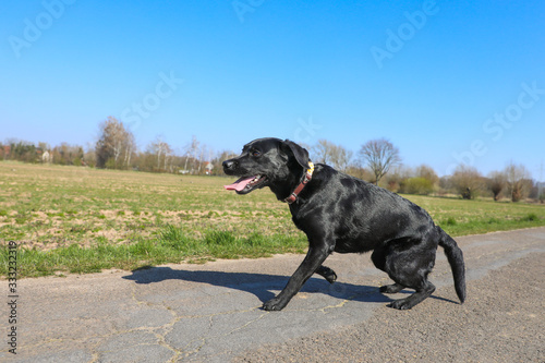 Junger schwarzer Labrador läuft auf einer Straße zwischen Feldern mit blauem Himmel