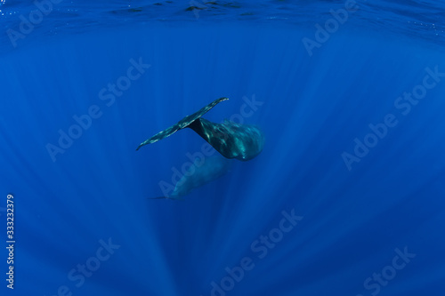 Sperm whale in the deep blue ocean, Mauritius.