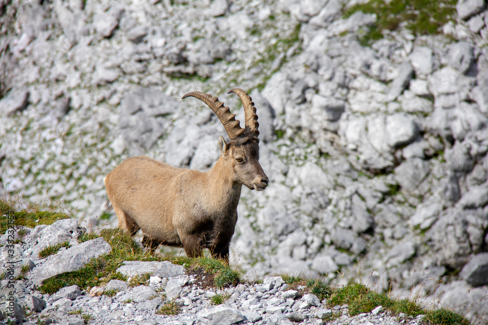 Young alpine ibex. Capra ibex. Alps, Austria.