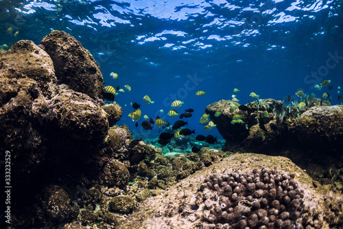 Underwater scene with corals and ocean school of fish.