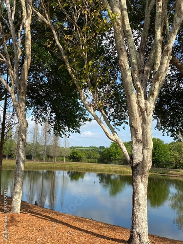 trees on lake