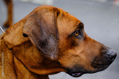 The head of a Rhodesian Ridgeback dog