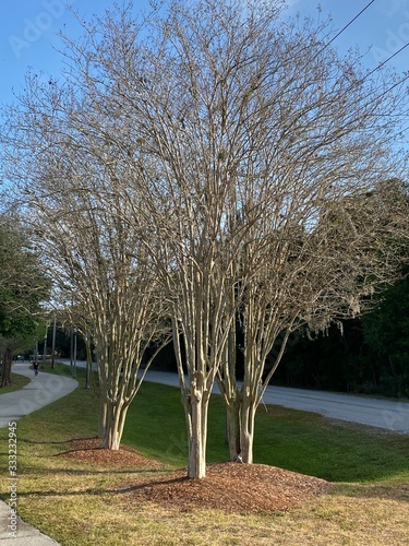 tree in the park
