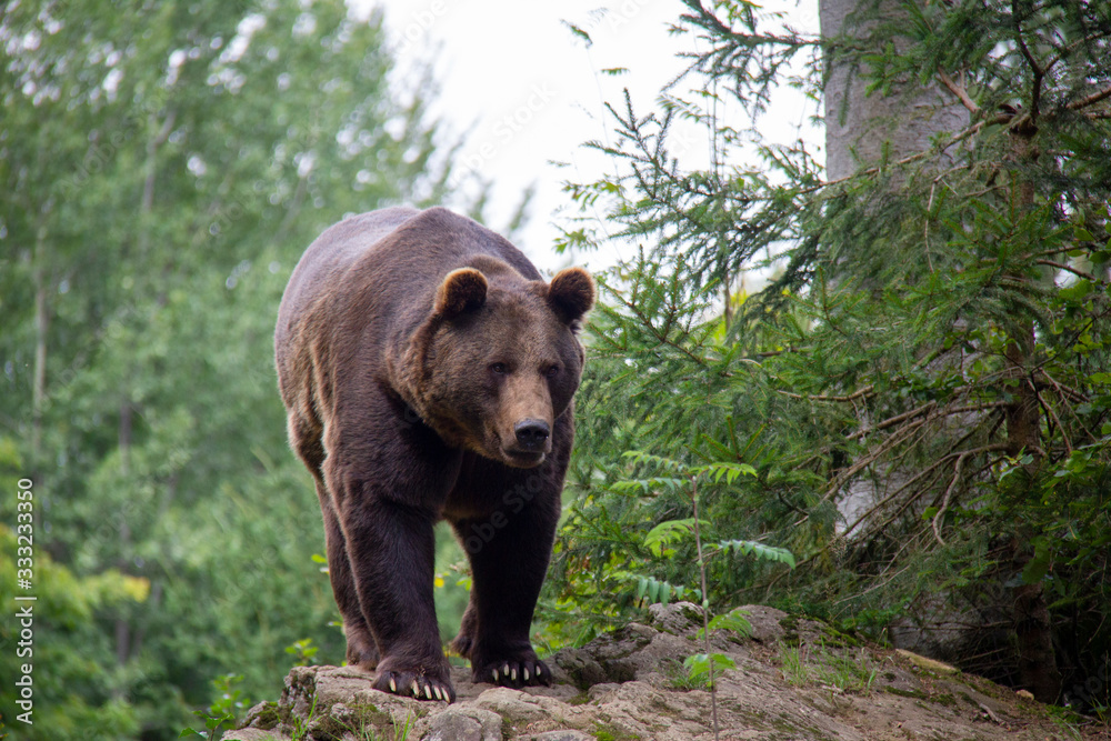 Brown bear in forest. Ursus arctos. Bavarian forest national park.