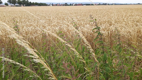 Getreide vorm dreschen durch den Landwirt photo