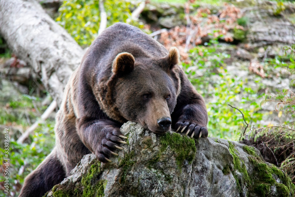 Brown bear relaxing on a rock. Ursus arctos. Bavarian forest national park. Brown bear relaxing on a rock. Ursus arctos. Bavarian forest national park.