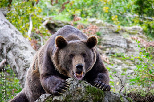 Yawning brown bear on a rock. Ursus arctos. Bavarian forest national park.