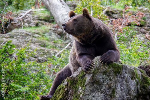 Brown bear sniffing on a rock. Ursus arctos. Bavarian forest national park.