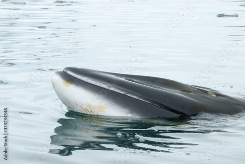 A minke whale in Antarctic Peninsula photo