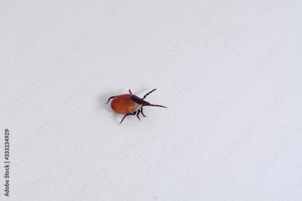 Female tick ( Ixodes scapularis) crawling Female tick ( Ixodes scapularis) crawling