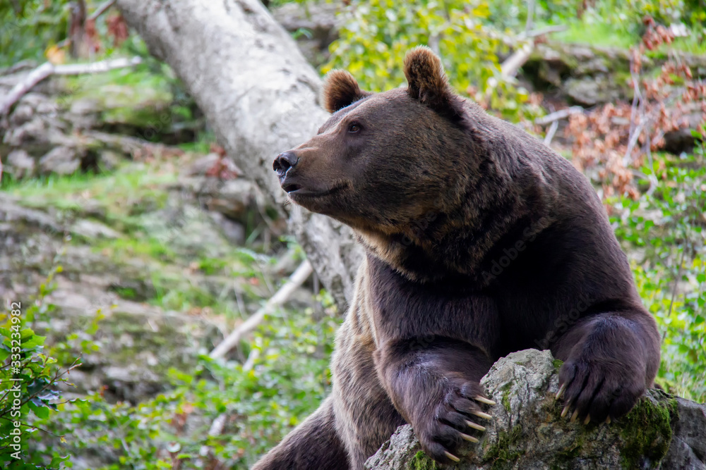 Curious brown bear on a rock. Ursus arctos. Bavarian forest national park. Curious brown bear on a rock. Ursus arctos. Bavarian forest national park.
