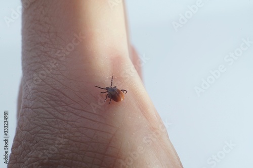 Female tick ( Ixodes scapularis) crawling on skin ready to bite 