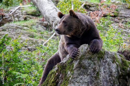 Brown bear relaxing on a rock. Ursus arctos. Bavarian forest national park.