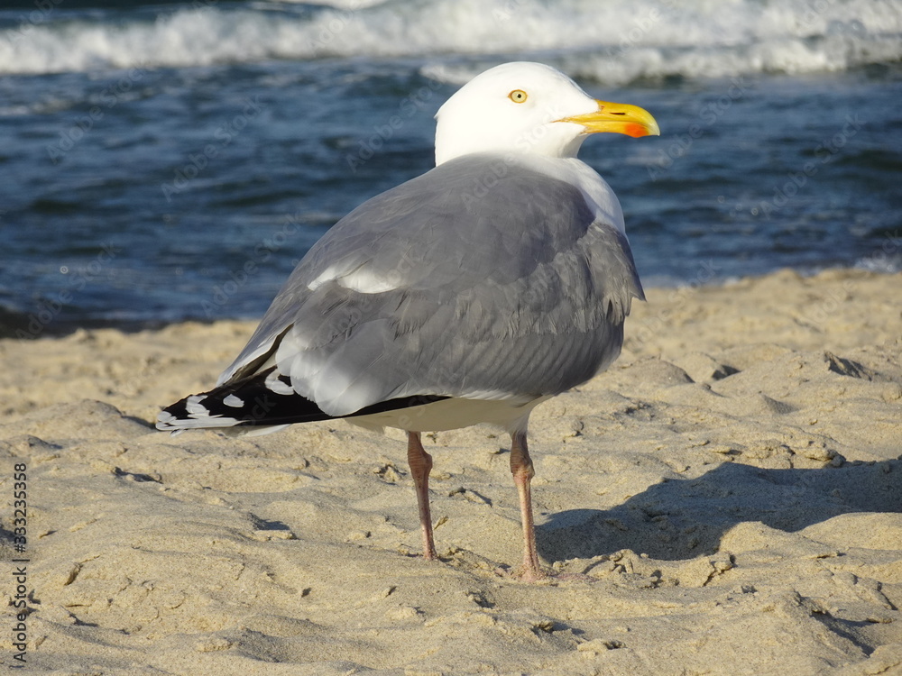 Möwe - Ostseestrand von Kühlungsborn - Pause Möwe - Ostseestrand von Kühlungsborn - Pause