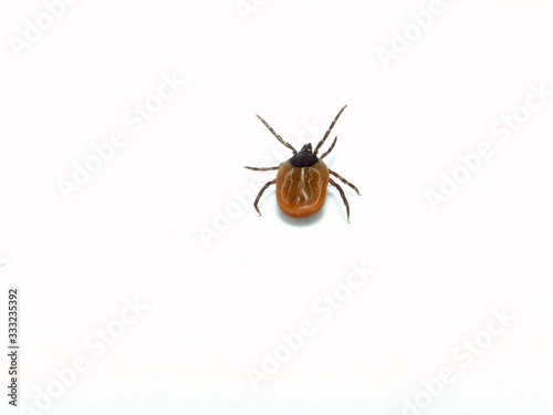 Female tick ( Ixodes scapularis) crawling 