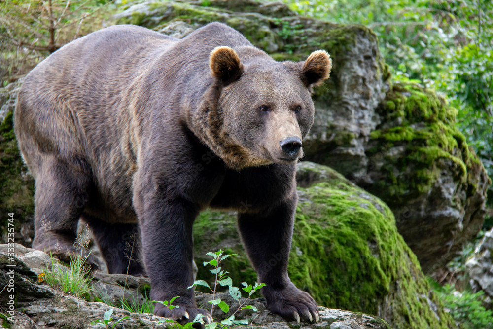 Brown bear standing on a rock. Ursus arctos. Bavarian forest national park. Brown bear standing on a rock. Ursus arctos. Bavarian forest national park.