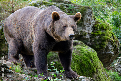 Brown bear standing on a rock. Ursus arctos. Bavarian forest national park.