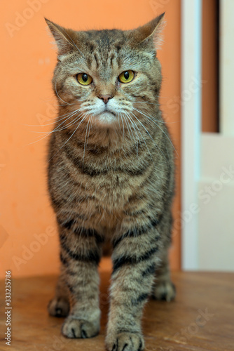 scottishstraight cat with yellow eyes photo