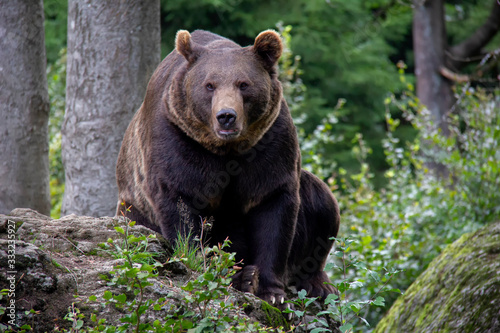 Wallpaper Mural Brown bear sitting in forest. Ursus arctos. Bavarian forest national park. Torontodigital.ca