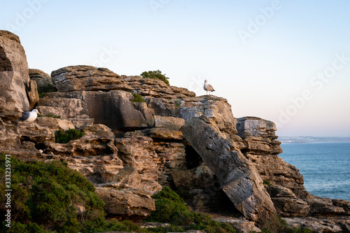 Seagulls standing on a seashore rock. Blue Sky and the Ocean on the background.