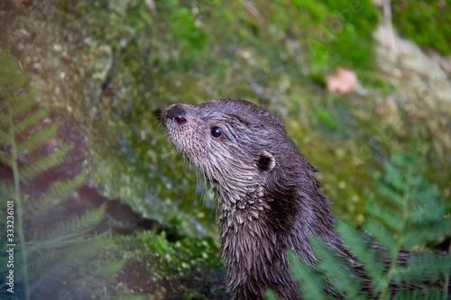 Portrait of eurasian river otter. Lutra lutra. Bavarian forest national park, Germany.