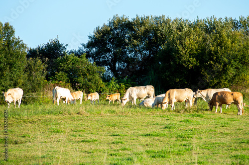 A group of cows and veals grazing in a meadow of cantabria, Spain