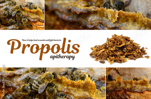 Propolis in the middle of a hive with bees. Bee glue. Bee products. Apitherapy. Propolis treatment. How it helps heal wounds and fight bacteria. Photo collage on beekeeping theme.