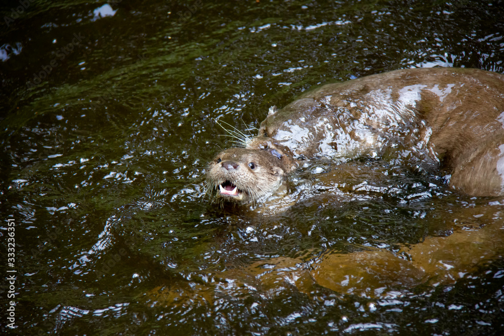 Obraz premium Eurasian river otters playing in water. Lutra lutra. Bavarian forest national park, Germany.