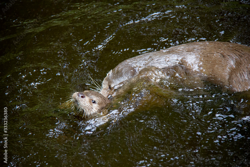 Obraz premium Eurasian river otters playing in water. Lutra lutra. Bavarian forest national park, Germany.