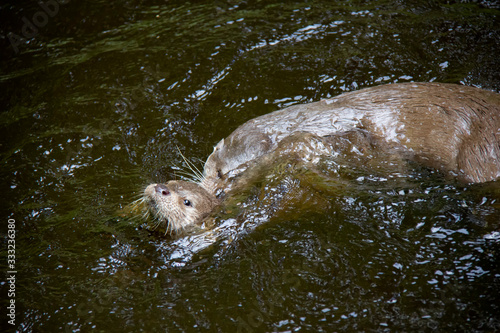 Eurasian river otters playing in water. Lutra lutra. Bavarian forest national park, Germany.