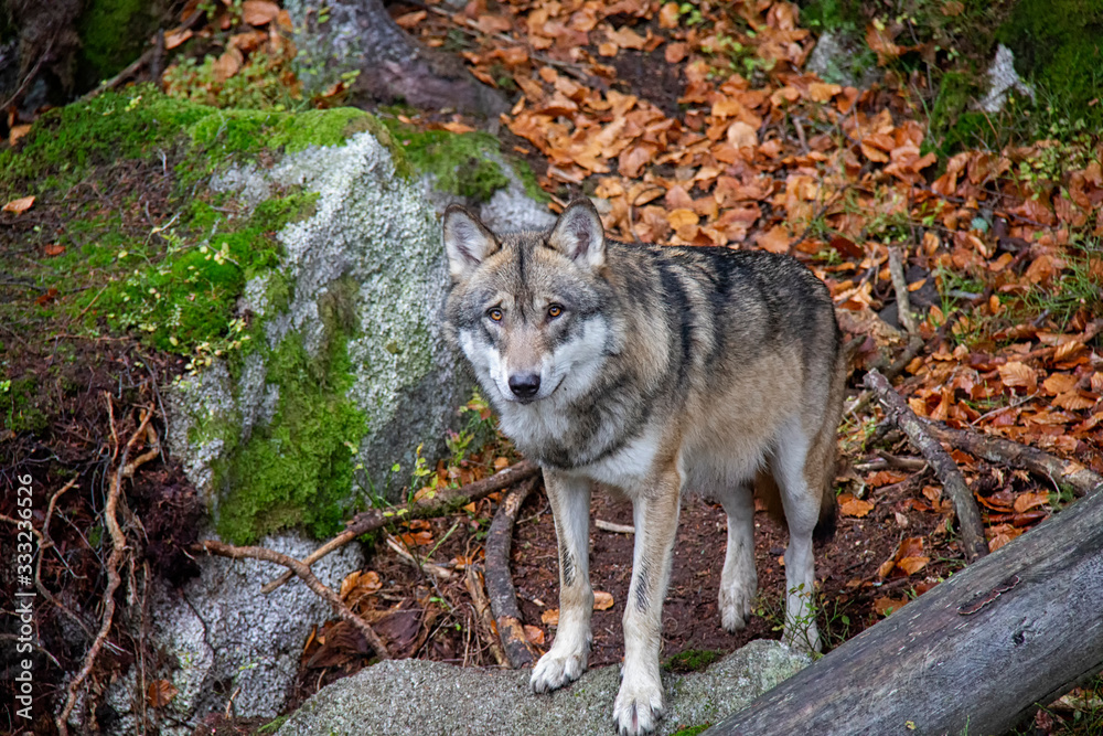 Fototapeta premium Portrait of wolf in autumn. Canis lupus.
