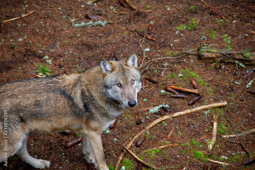 Obraz premium Portrait of old wolf. Canis lupus.