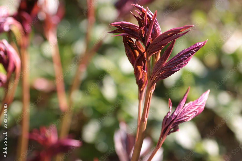 selective focus on a sprout of peony leaves selective focus on a sprout of peony leaves