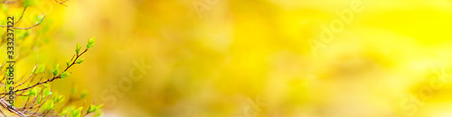 panoramic view of new buds on colourful bokeh background in early spring. abstract background