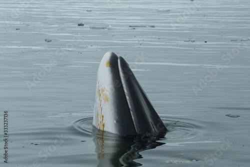 A minke whale in Antarctic Peninsula