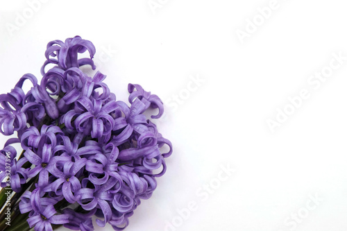 Bouquet of purple hyacinths close up on a white background with an empty space for text