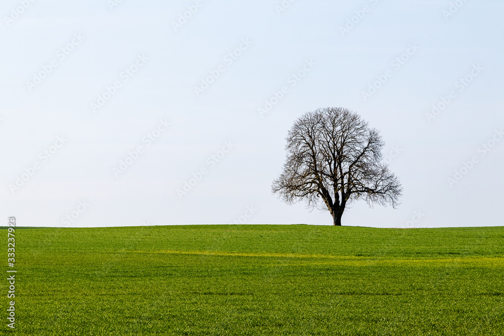 Einsamer Baum Einsamer Baum