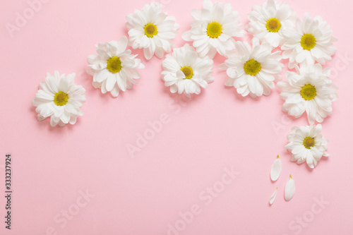 Fototapeta Naklejka Na Ścianę i Meble -  white chrysanthemum on pink paper background